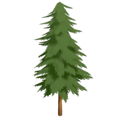Evergreen Fir Tree