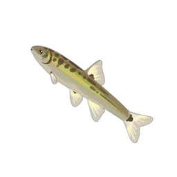 Moapa Dace