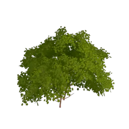 Wild Bush
