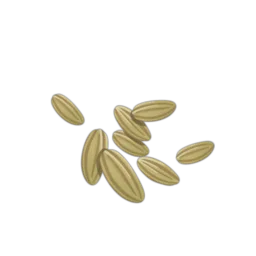 Cumin