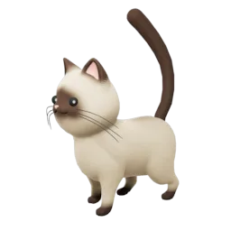 Shorthair Cat