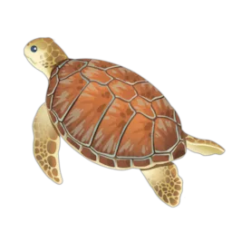 Green Turtle