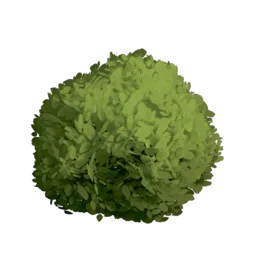 Evergreen Bush