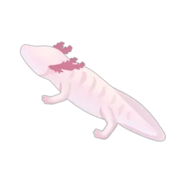 Texas Blind Salamander