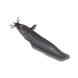 Dalhousie Catfish
