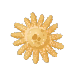 Sunflower Sea Star